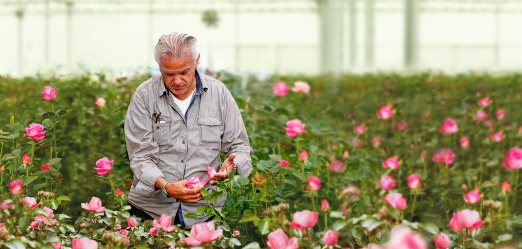 Gardener tending to growing rose buds