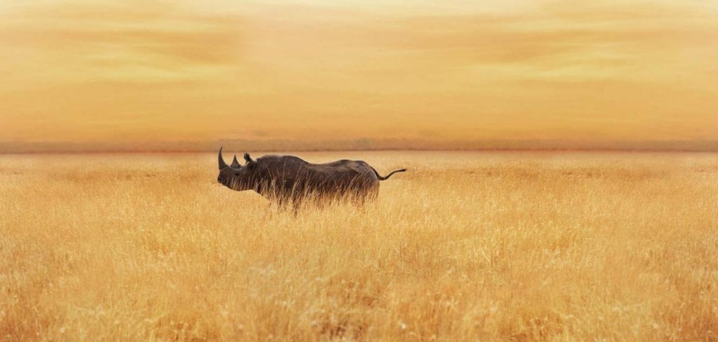 Rhino in African grass savannah